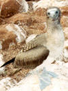 Blue Footed Booby