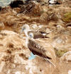 Blue Footed Booby