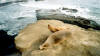 Sea Lions