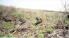 Great Frigate Birds