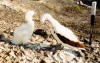 Masked Booby with chick
