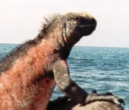 Marine Iguana