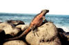 Marine Iguana