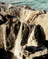 Marine Iguana