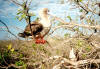 Red Footed Booby