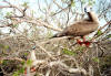 Red Footed Booby