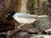 Swallow-tailed Gull