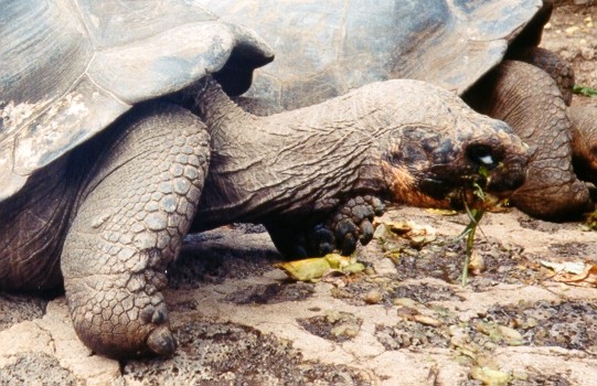 Giant Tortoise