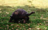 Giant Tortoise